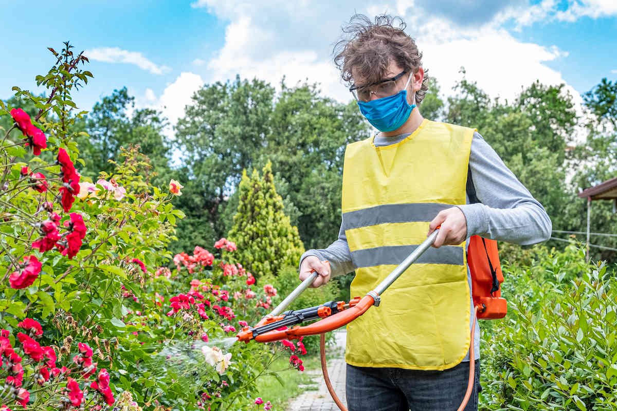 Aphids will immediately leave the roses if you use this solution