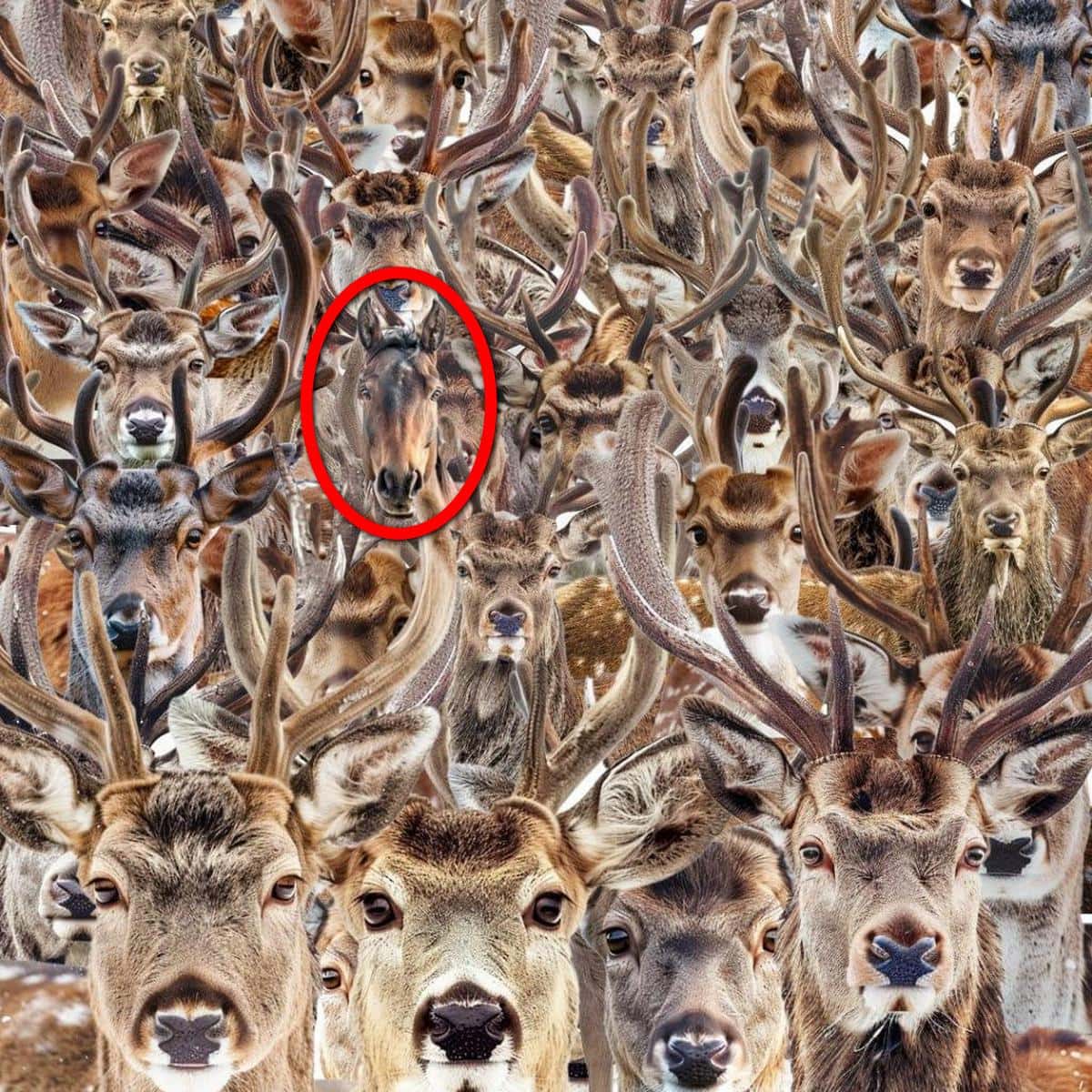 Find the horse that cleverly hid among the red deer