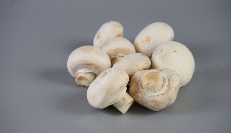 White mushroom extract reduces tumors and slows their growth