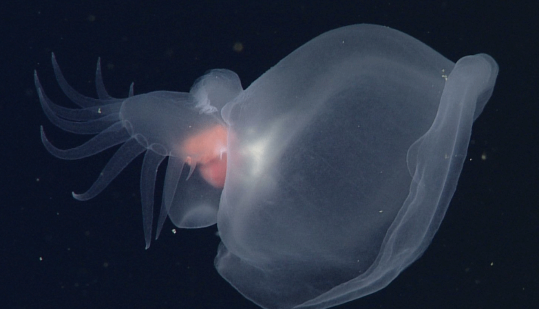 Ghostly creature discovered at the bottom of the Ocean. Wear a hood and eat your brothers