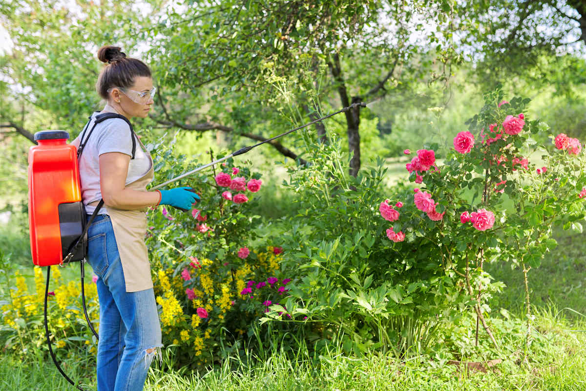 Aphids will immediately leave the roses if you use this solution