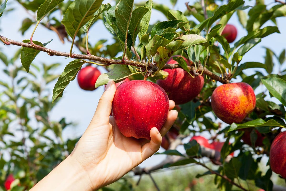 My grandfather told me that a real miracle happens when you drive a nail into an apple tree