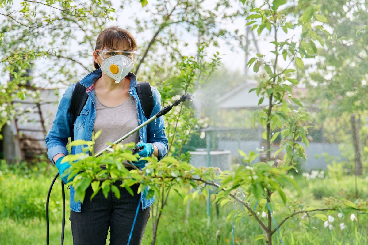 Aphids will immediately leave the roses if you use this solution