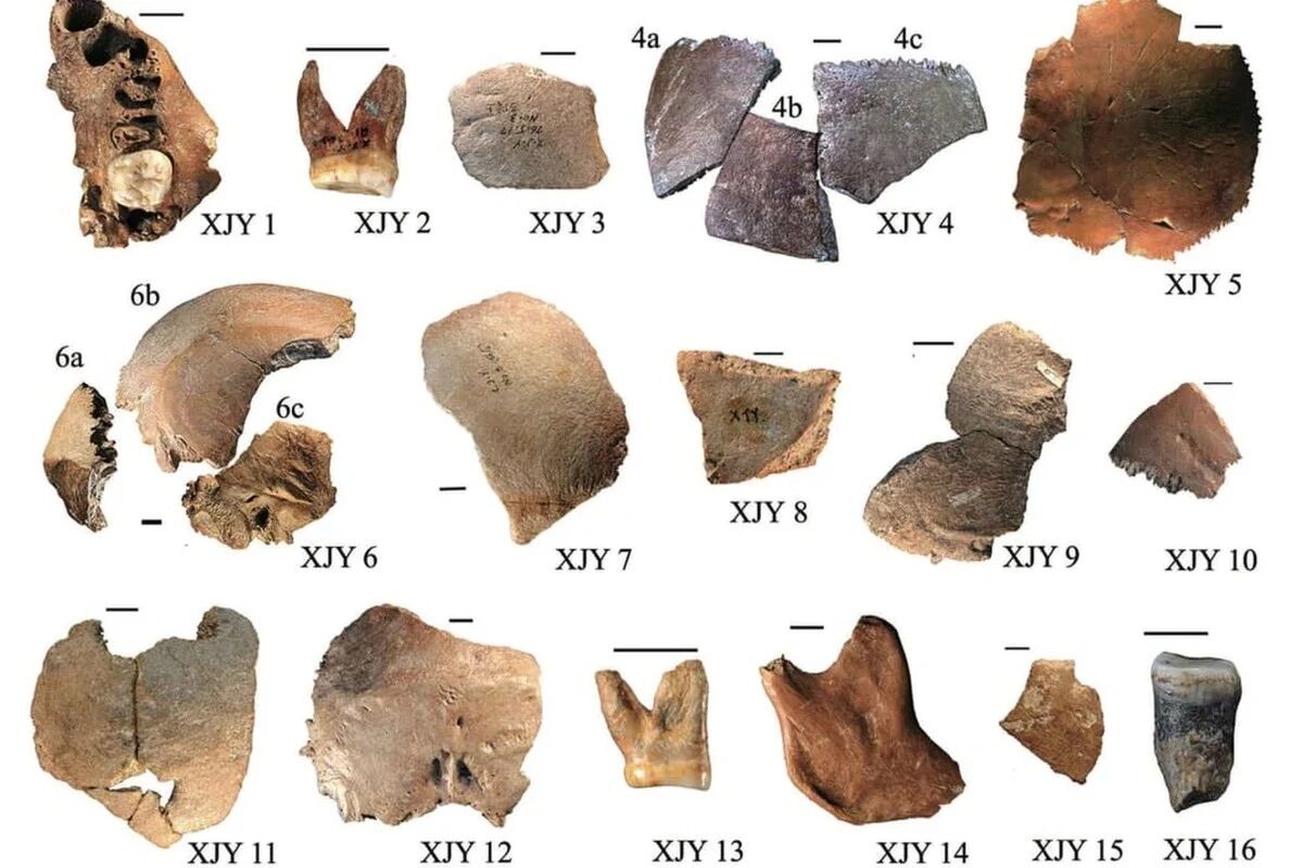 Hominid with giant skull and teeth discovered in China could be new human species