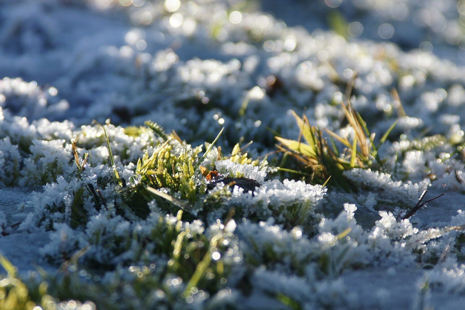 Goodbye, frost. Scientists reveal long-lasting antifreeze technology