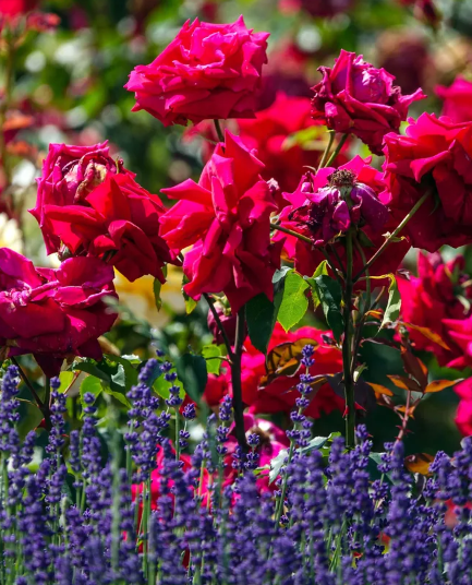 Perfect companions: flowers that will bring out the beauty of roses in the garden