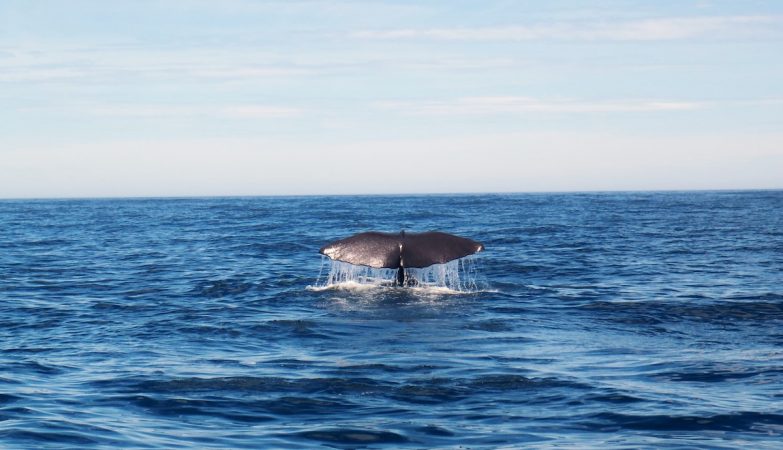 Scientists are creating fake whale poop and throwing it into the ocean