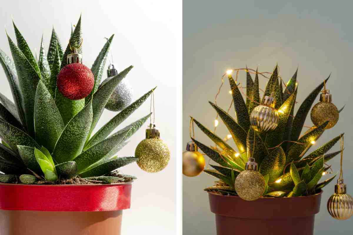 Christmas trees with succulents