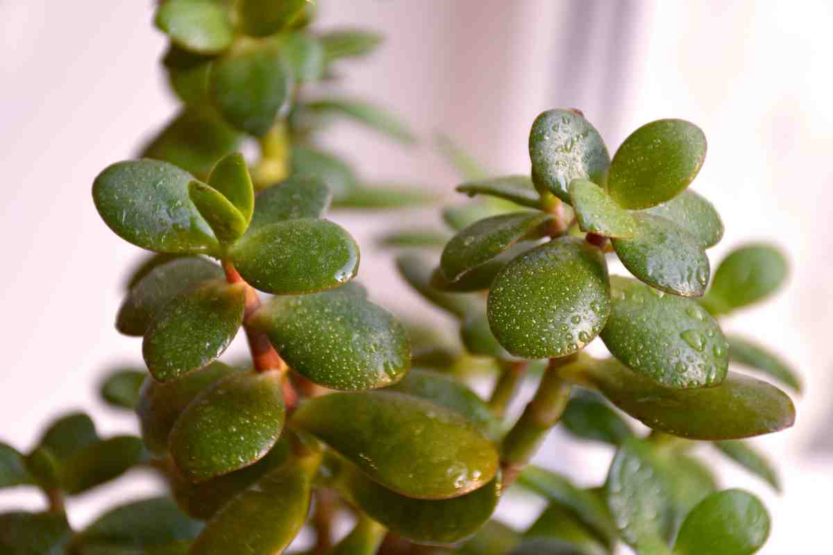 Making Crassula Ovata flower