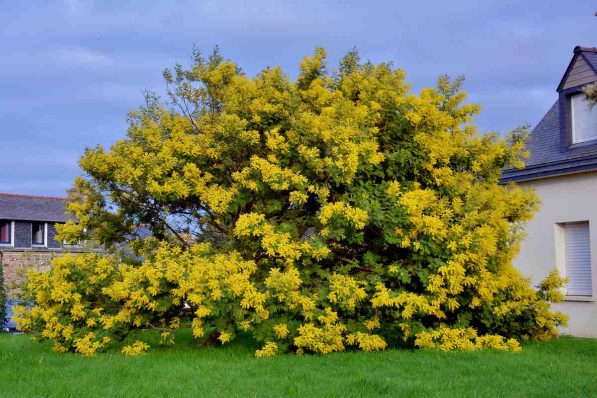 Caring for mimosa in winter cold