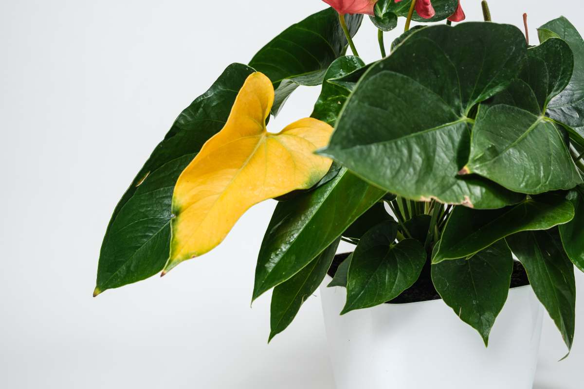 Causes and Remedies for Yellow Anthurium Leaves 