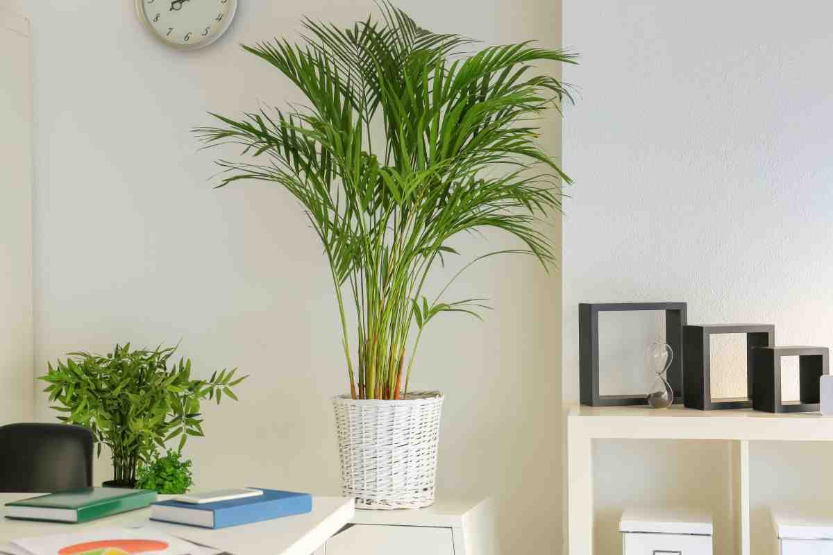 Areca: the plant that makes the air healthier in the home