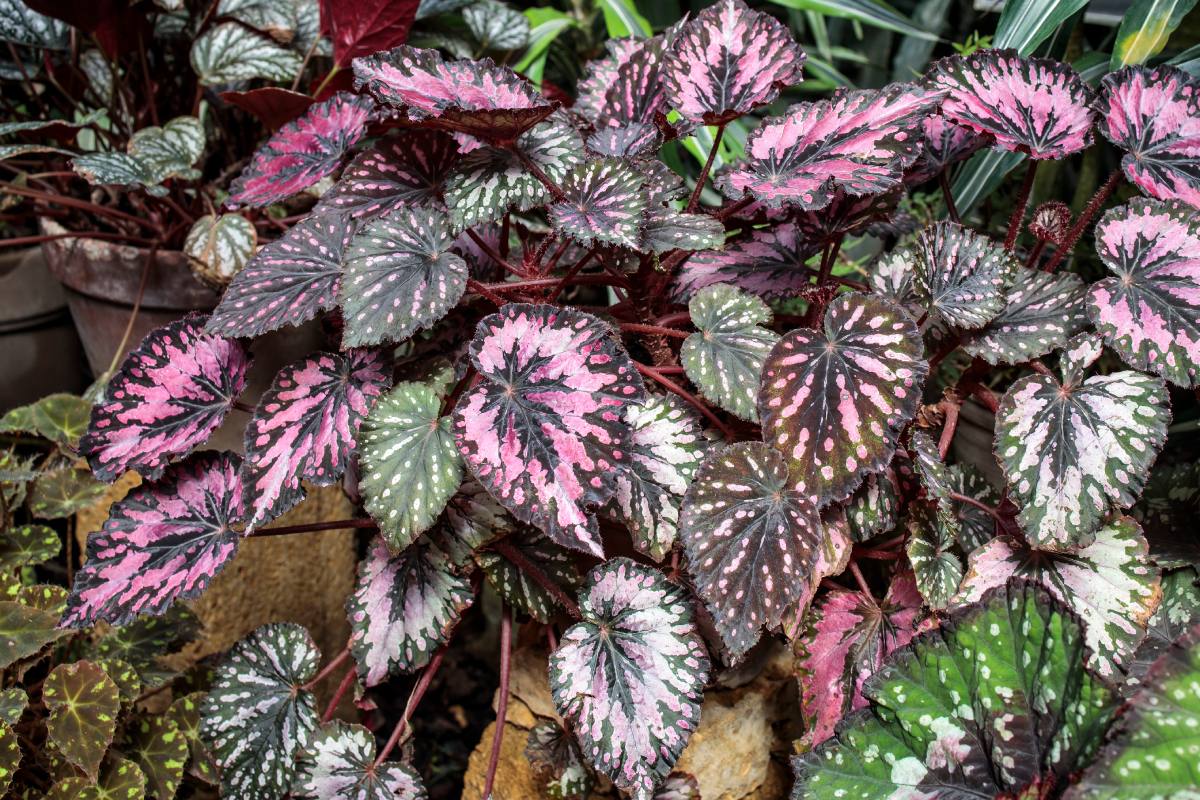 Plants with red leaves to color Christmas