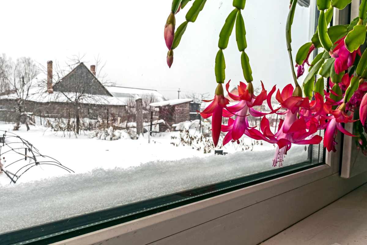 Christmas cactus: here's how to make it bloom during the holidays