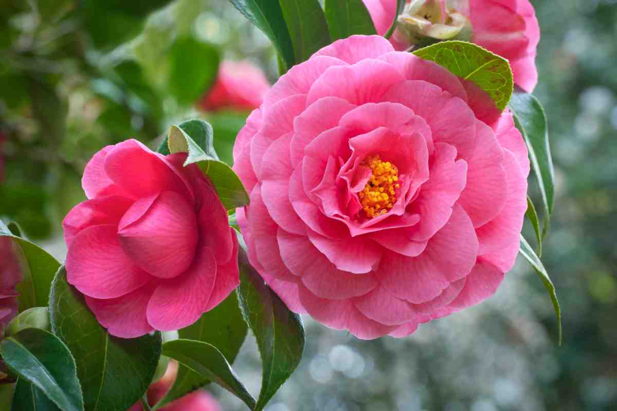 How to protect camellias from the cold