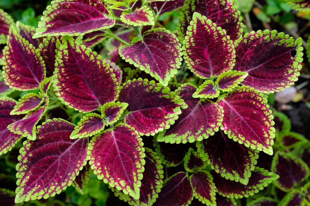 Christmas and its red plants