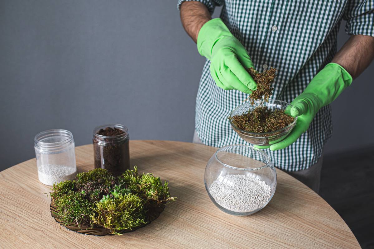 Growing moss at home