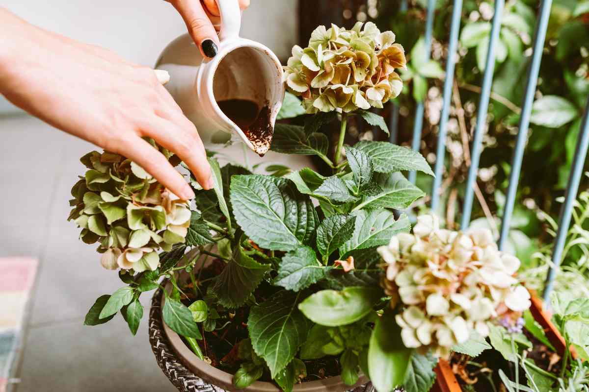 Fertilize plants with coffee grounds: here's how