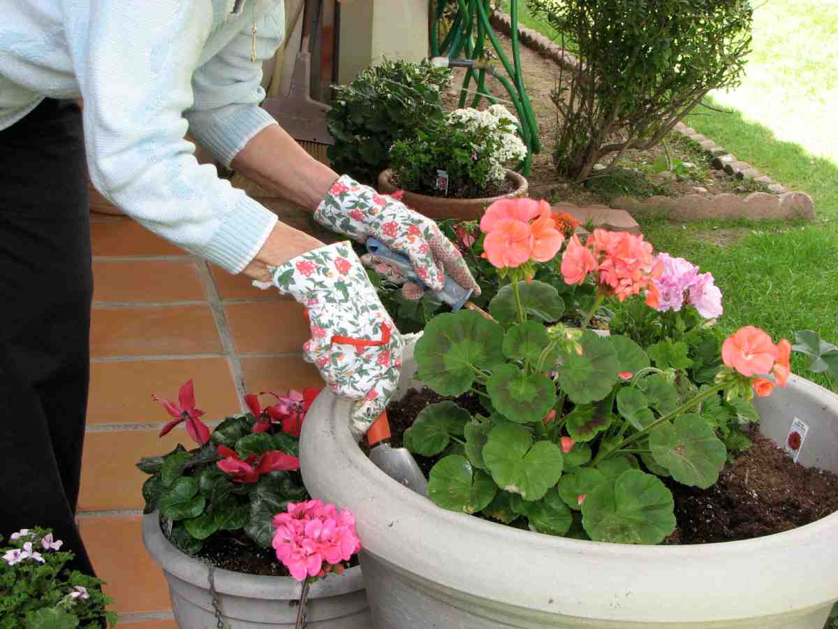 Geraniums that last: here's how to get them from cuttings