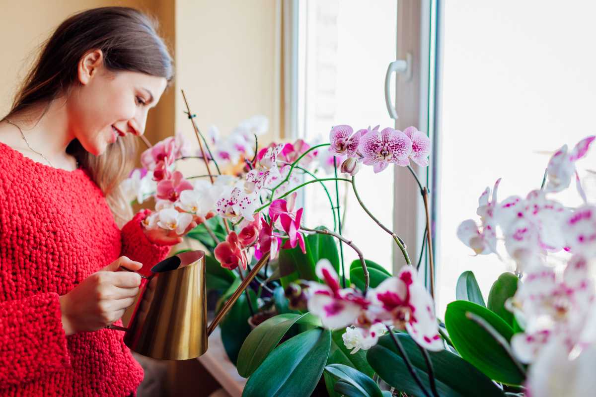 How to prevent orchids from rotting: here's the right watering