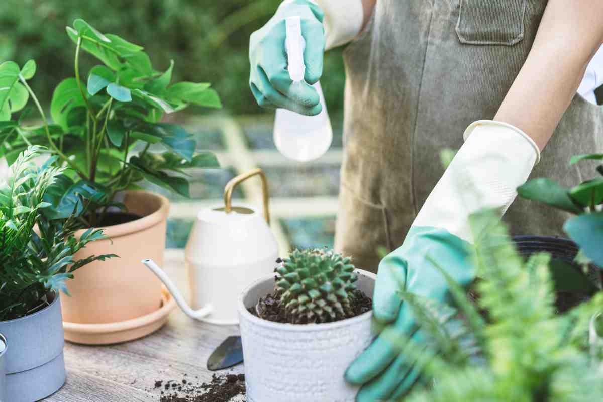 Here's how to make expert soil for succulents