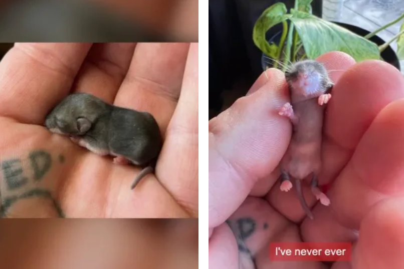 A man could not pass a newborn animal. Just look at what has grown out of it!