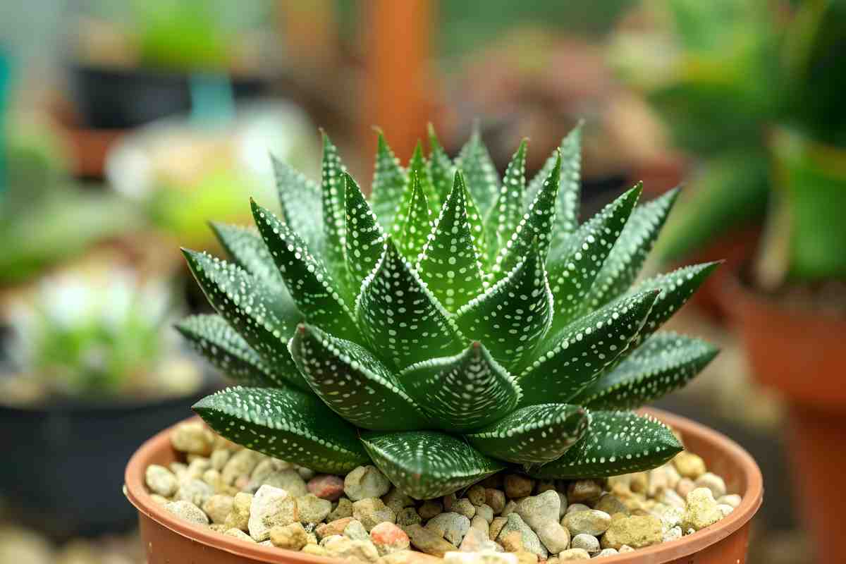 Haworthia multiplication: 3 effective techniques