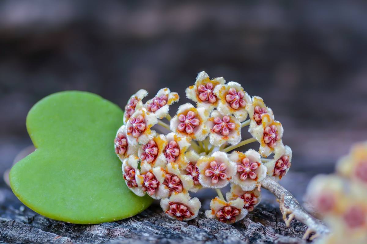 Hoya Kerrii, the heart-shaped love plant