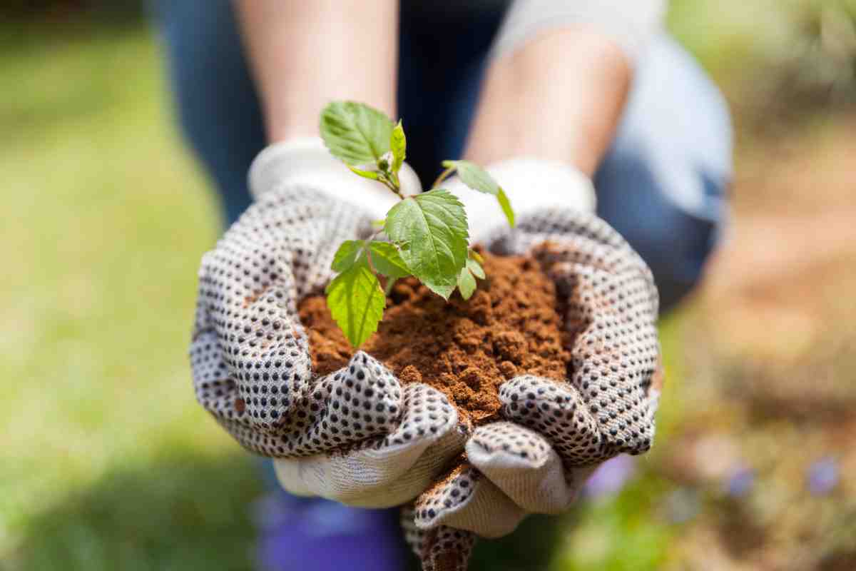 Using peanut husks for gardening