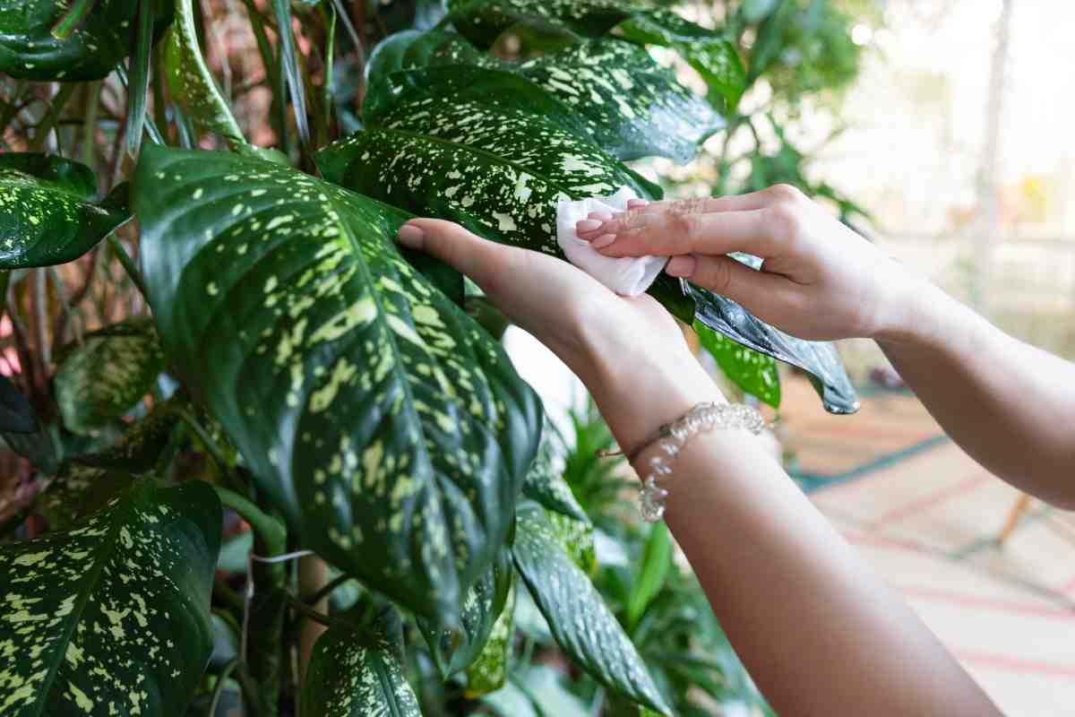 Dieffenbachia is perfect for the home