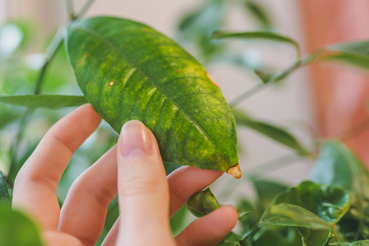 The reasons for lemon leaf fall