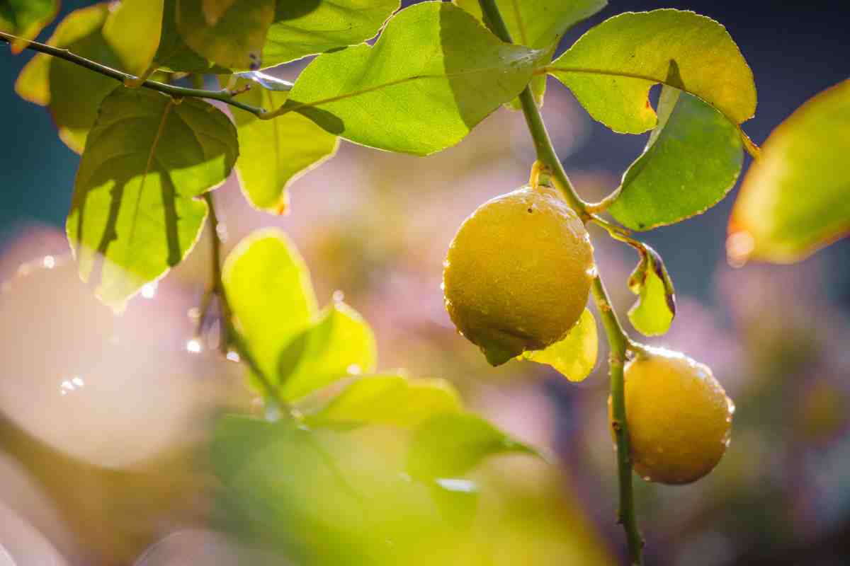 The deformations and stains of lemons