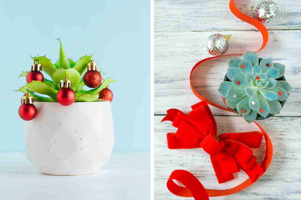 Decorations with succulents: DIY Christmas ideas