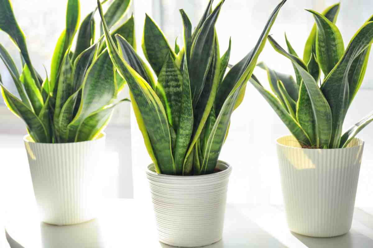 Sansevieria: the plant that fights humidity in the home