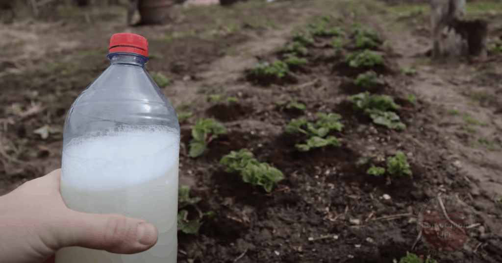 Want even bigger strawberries? Use this simple fertilizer at the end of April!