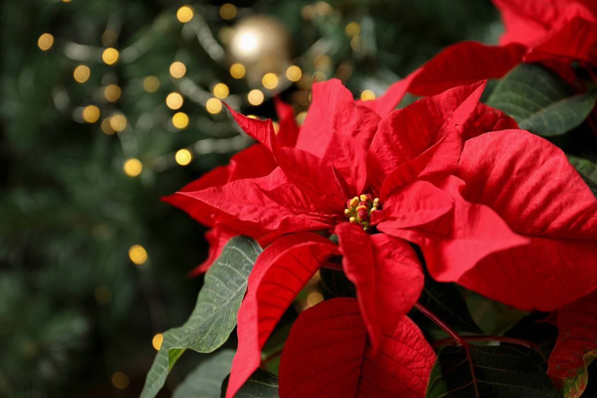 Here are the Christmas plants with red leaves