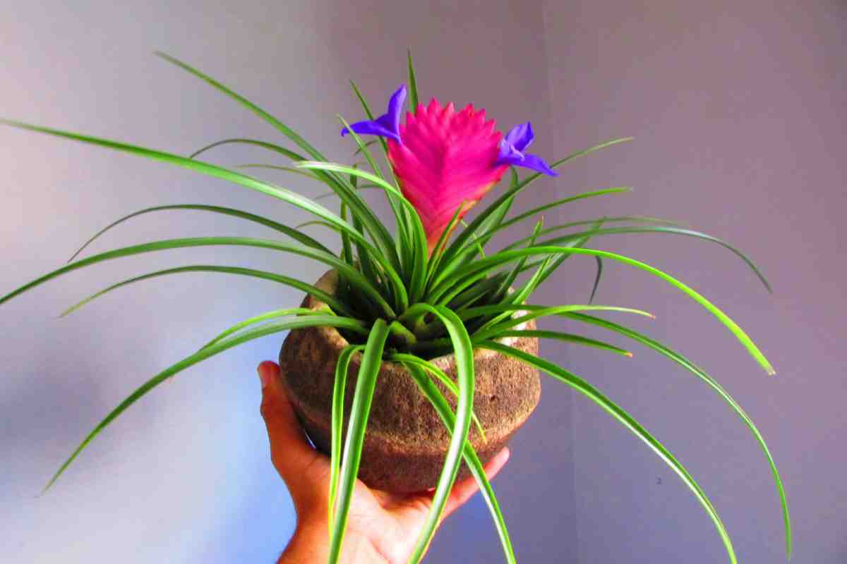 Caring for Tillandsia cyanea to make it flourish in the living room