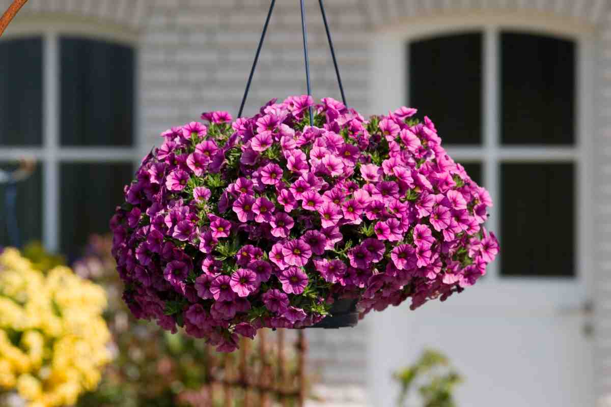 Find out how to make petunias survive in winter on the balcony