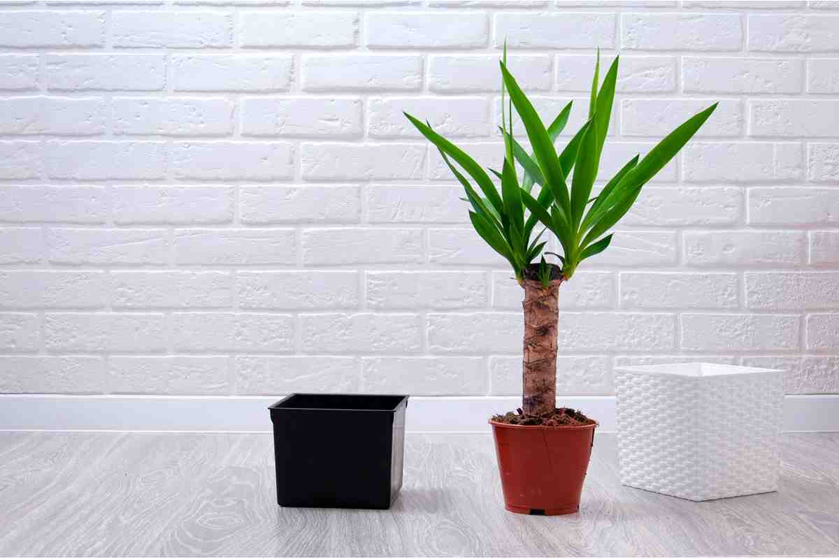 Yucca Aloifolia: here's how to care for it and grow it in an apartment