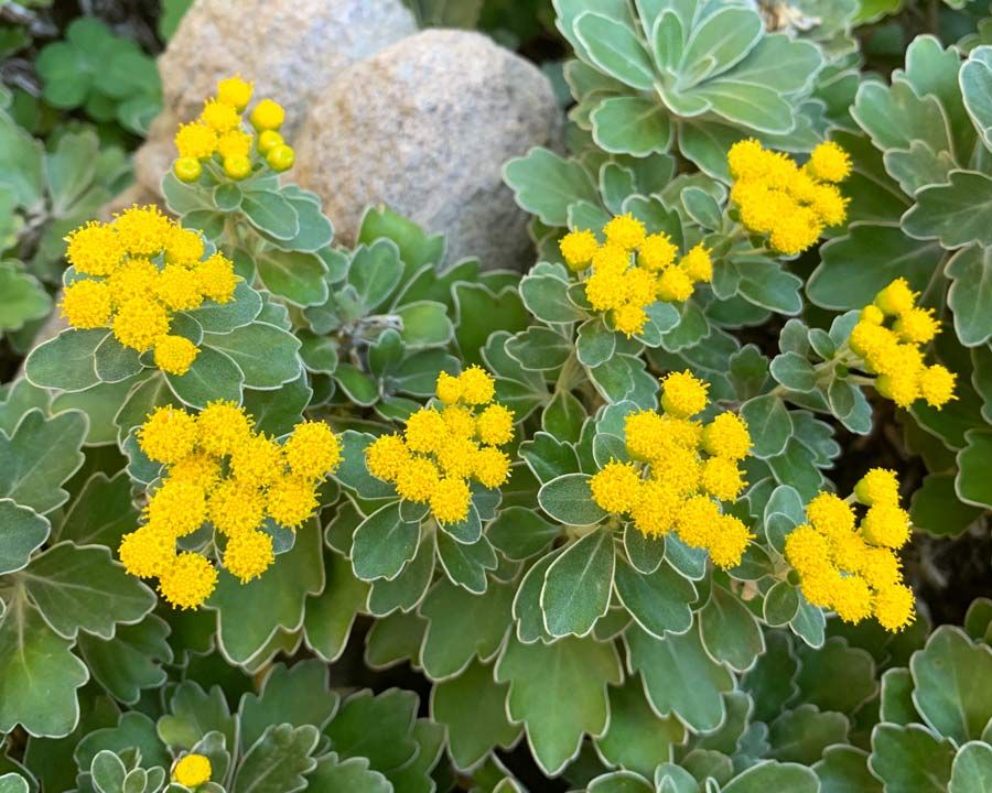 12 flowers that are not afraid of the first frost. Grow them!