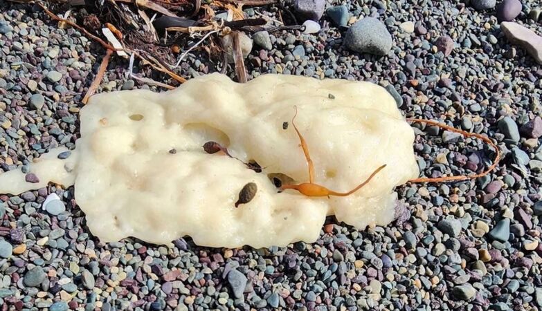 We now know what the mysterious bubbles are that wash ashore in Canada