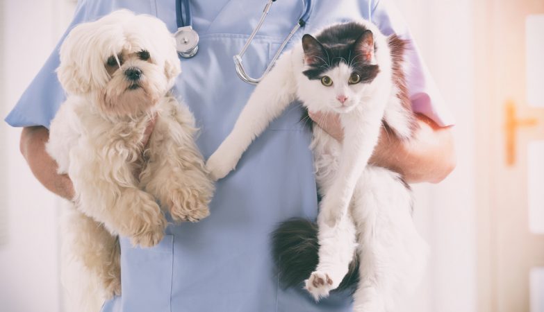 There is an “epidemic” of suicides among veterinarians (and Portugal is one of the most affected countries)