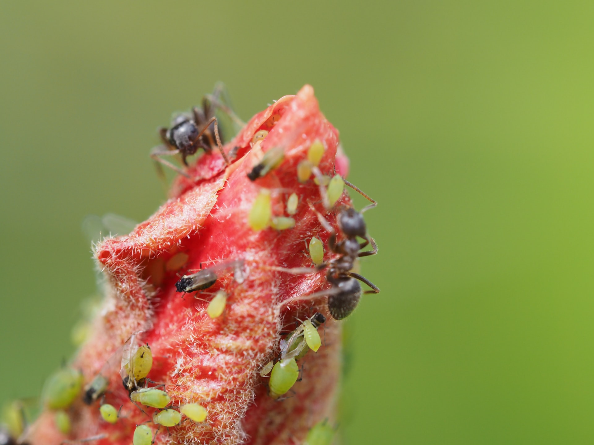 Ants and Aphids disappear in 1 minute and never come back! The most effective way!