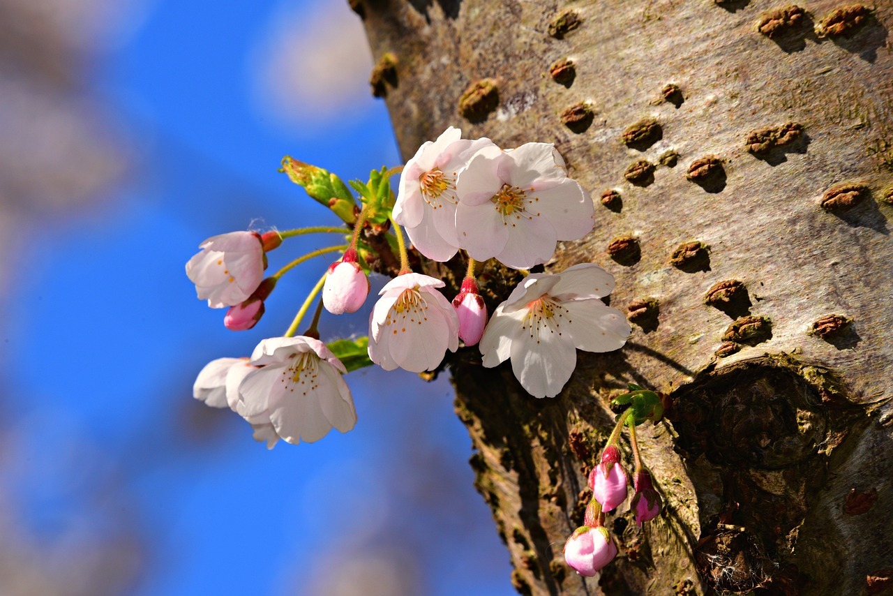 Ants and Aphids disappear in 1 minute and never come back! The most effective way!