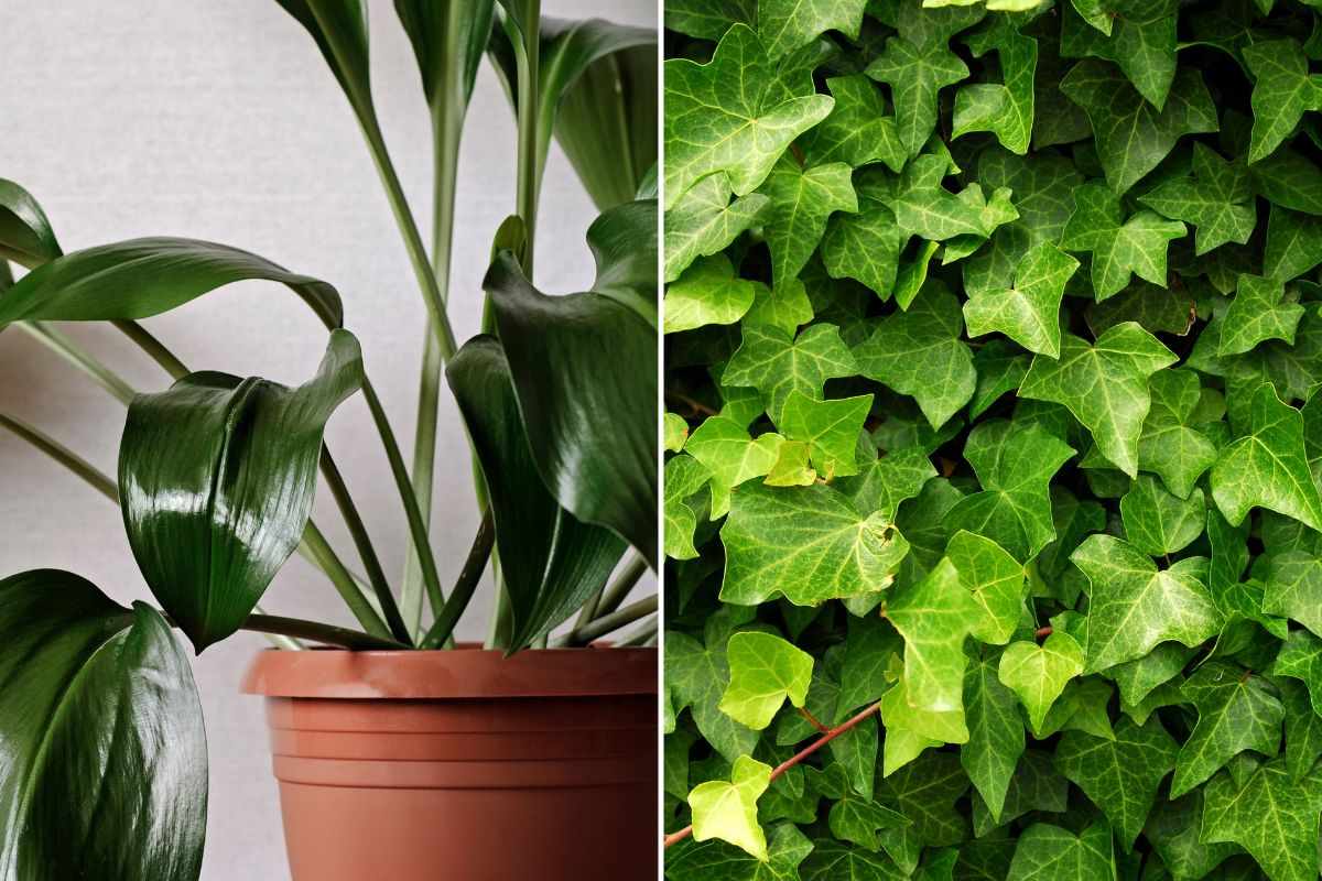 why choose plants that absorb moisture