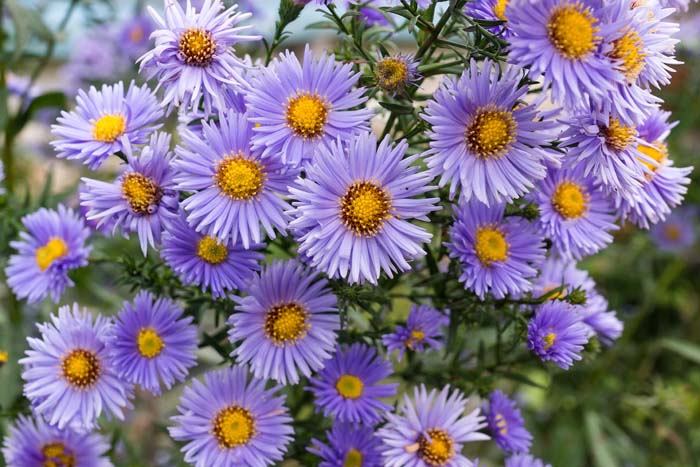 12 flowers that are not afraid of the first frost. Grow them!