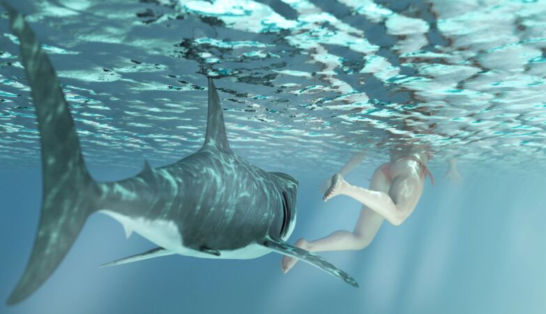Forget the four blinkers: When you see a shark, turn on the high beams