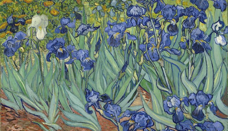 Vincent van Gogh's blue lilies are not blue