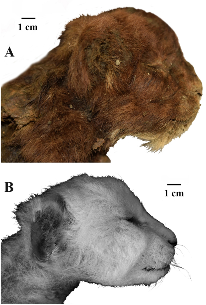 A saber-toothed kitten found for the first time. Was mummified in permafrost