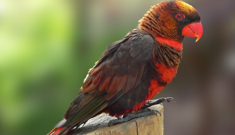 The color of parrots depends on a single atom, explains a Portuguese study